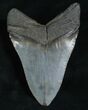Inch Megalodon Tooth #5194-2